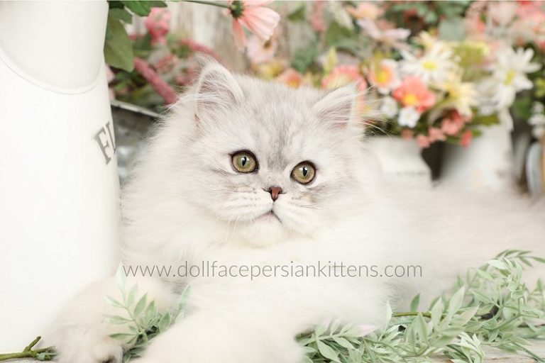 Silver Persian Kittens For Sale Doll Face Persian KittensPersian