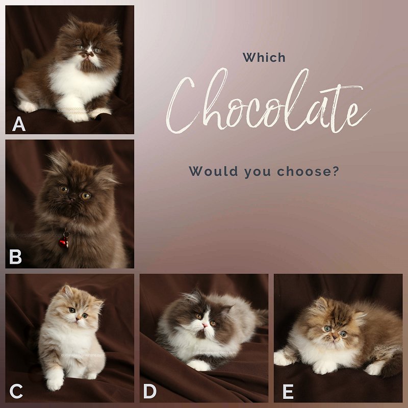 Chocolate Persian Kittens