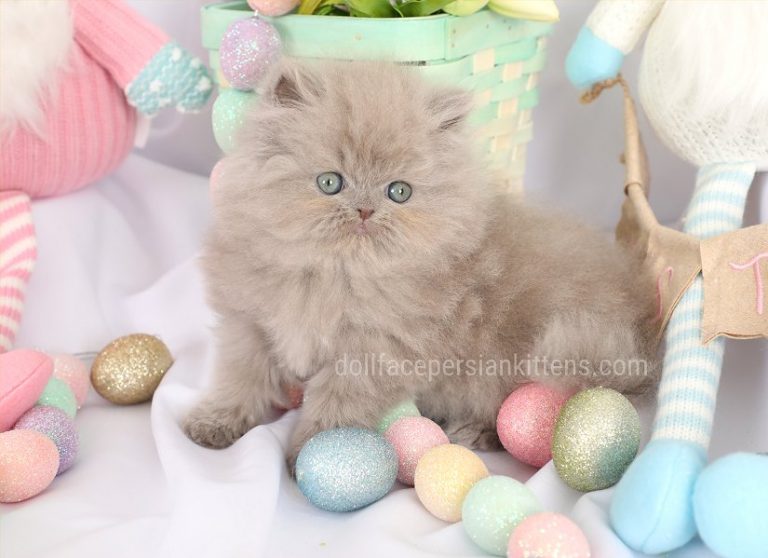 Lilac Persian Kittens Lilac Persian Cats Lilac PersiansPersian