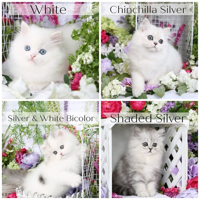 Persian Coat Colors Examples of Persian Coat Colors Doll Face