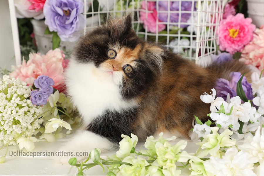 Calico Doll Face Persian Kitten