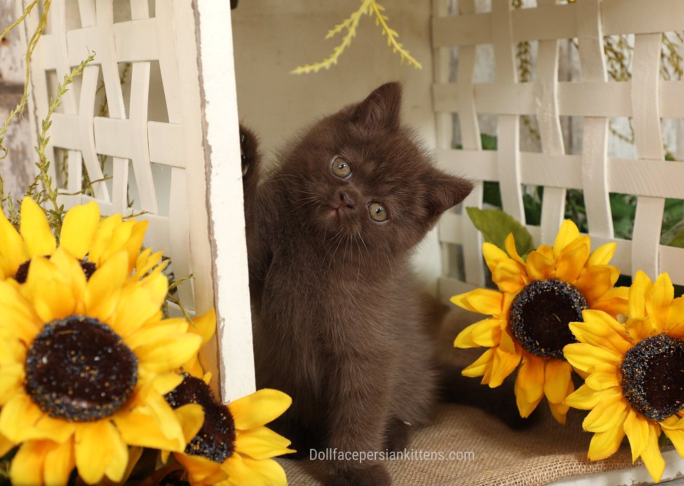 Exotic Shorthair Chocolate Persian Kitten