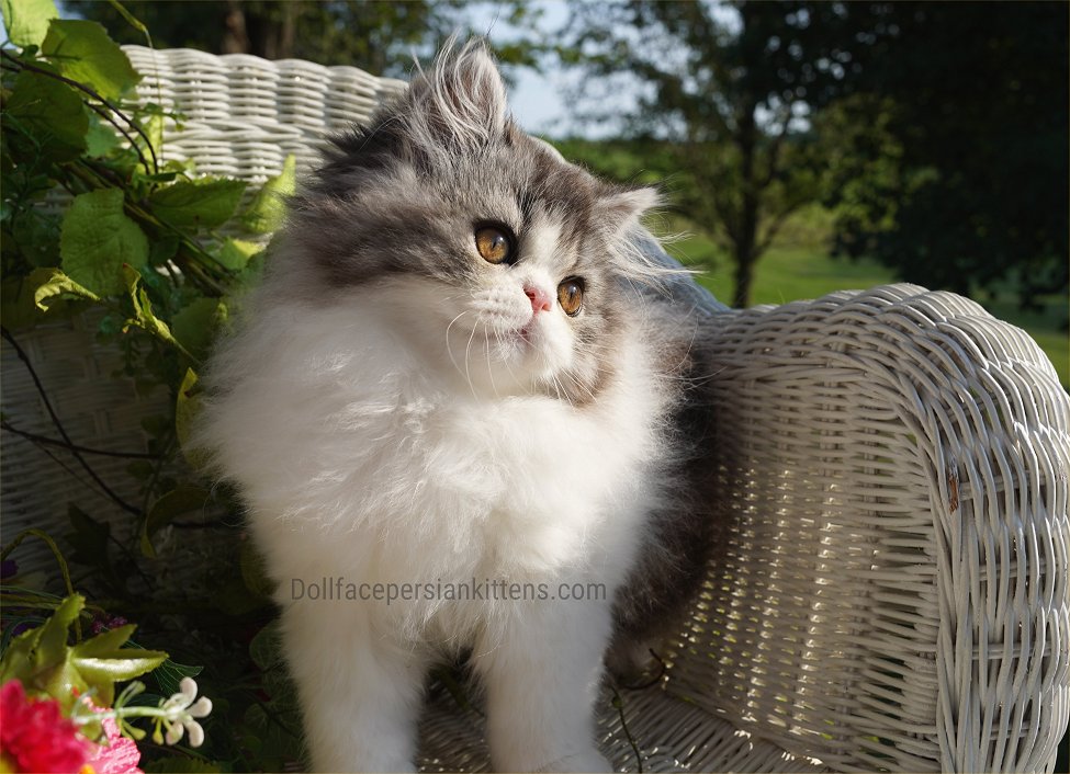 Black Smoke and White Bicolor Persian Kitten