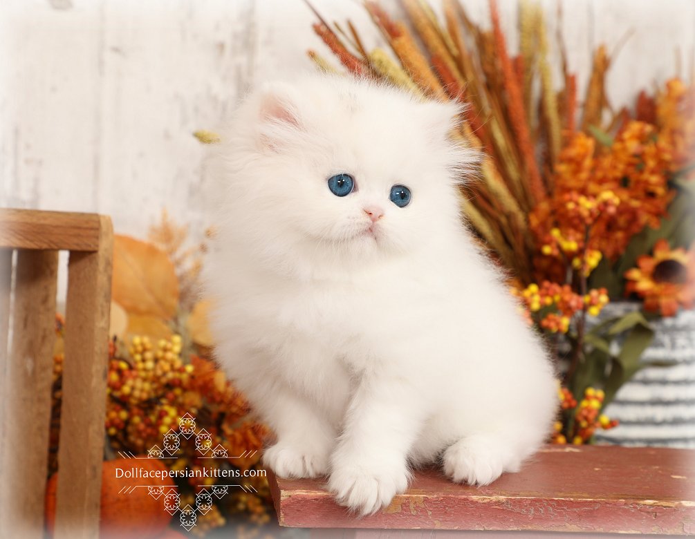 White Persian Kittens White Persian Cats White Kittens
