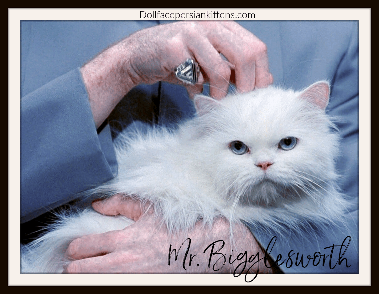 Mr. Bigglesworth Cat in the Austin Powers 3 Movie!