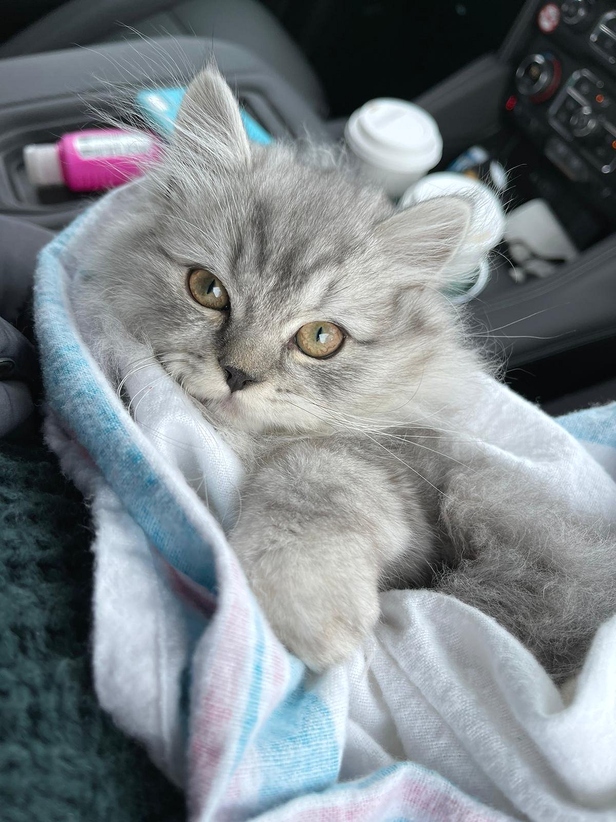 Shaded Silver Persian Kitten