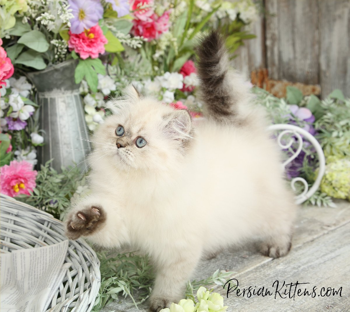 Blue Lynx Point Himalayan