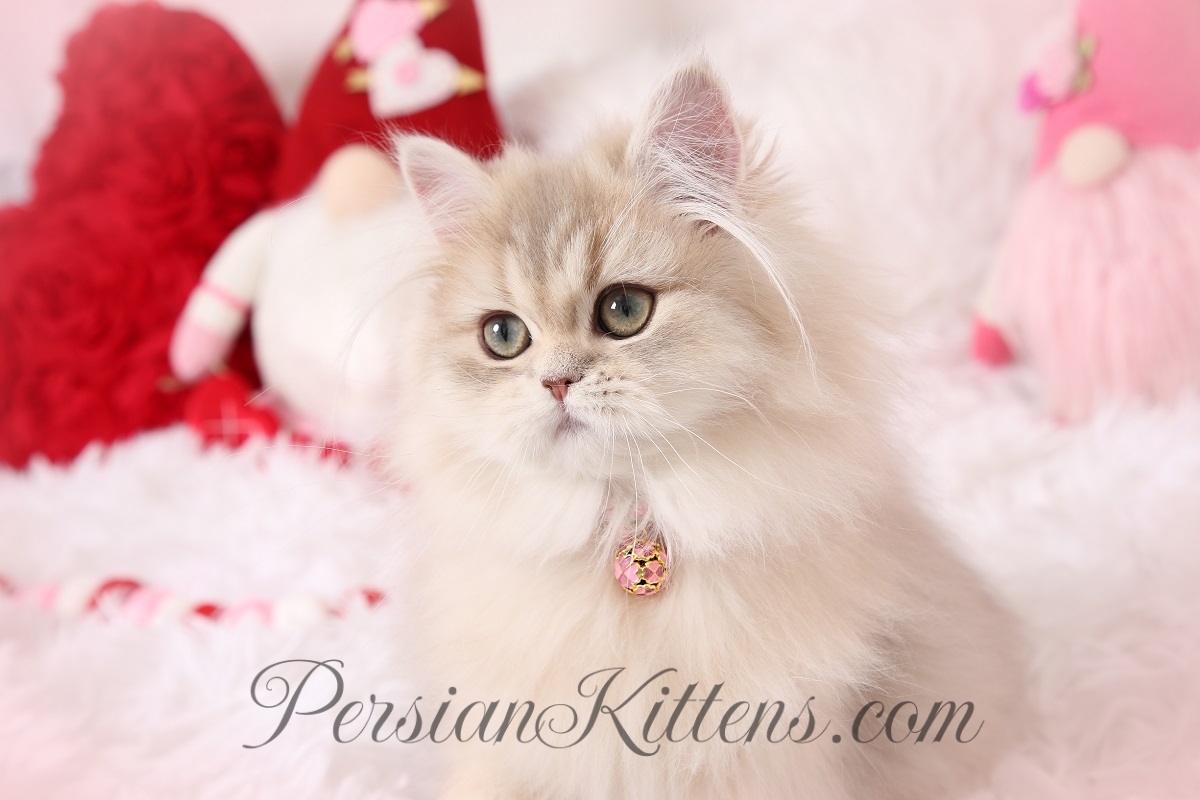 Doll Face Persian Kittens for sale 