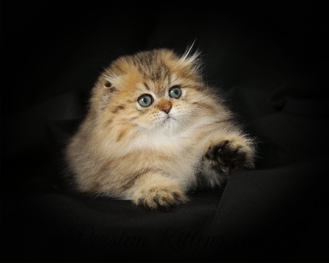 Persian Fold Kitten