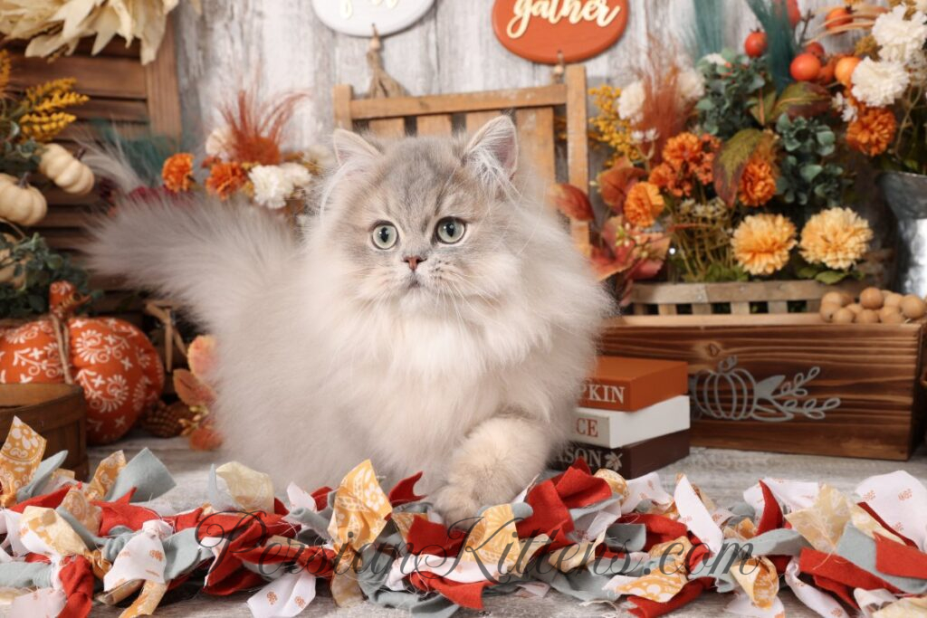 Doll Face Persian Kittens