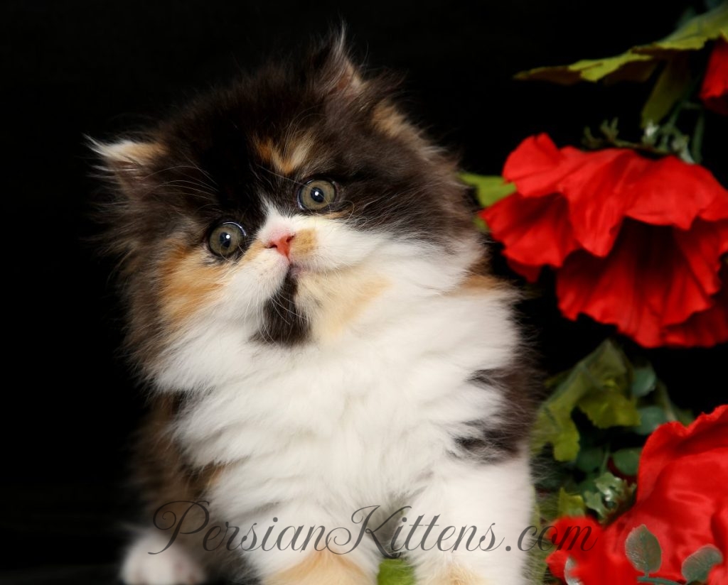 Calico Persian KittensPersian Kittens For Sale in a Rainbow of Colors