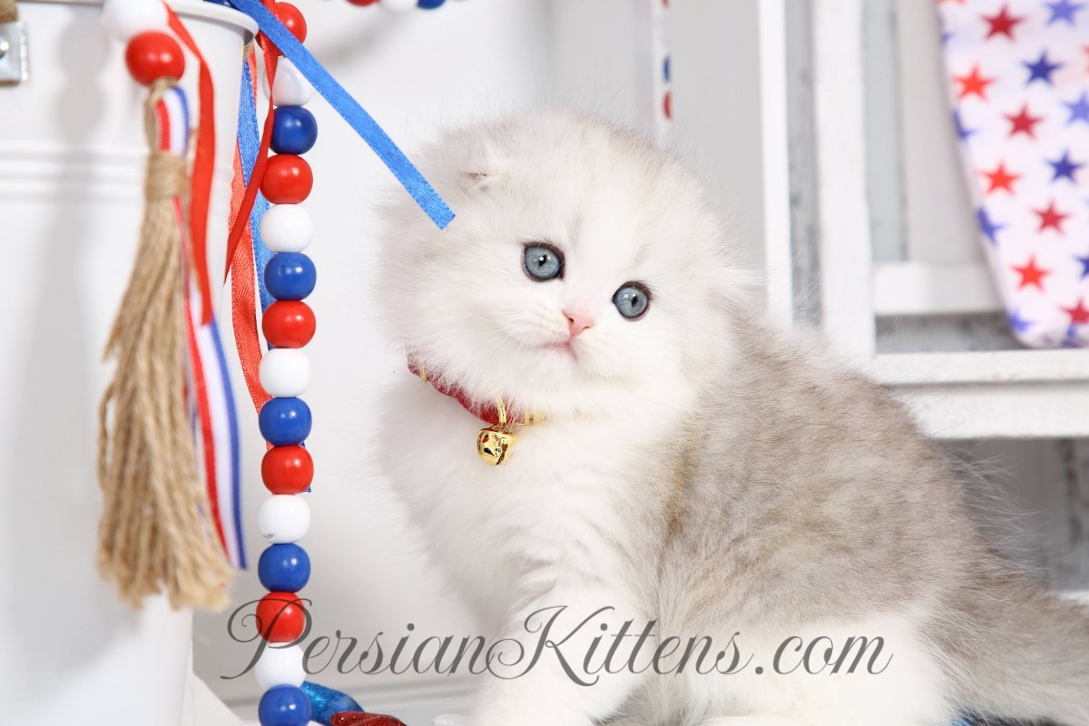 Doll Face Persian Kittens UltimaPersian Kittens For Sale in a Rainbow