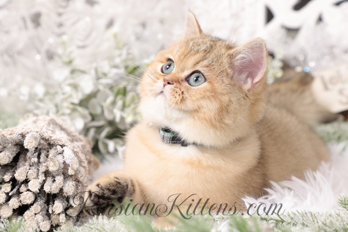 Golden Persian Kittens 