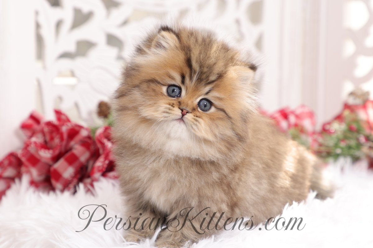 Golden Persian Kittens 