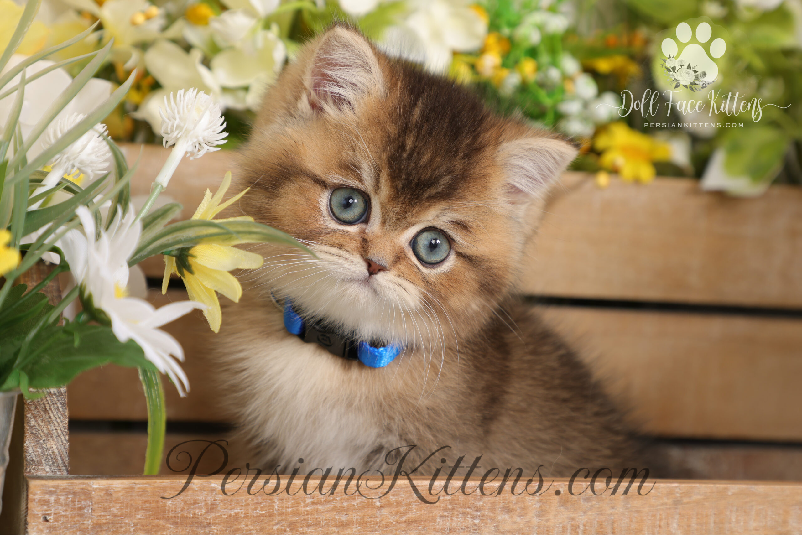 Shorthair Persian kitten