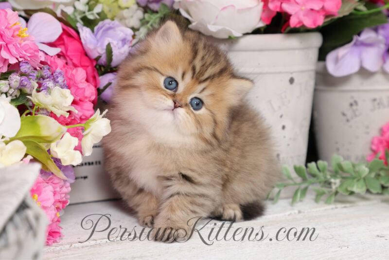 Christy Paw Persians