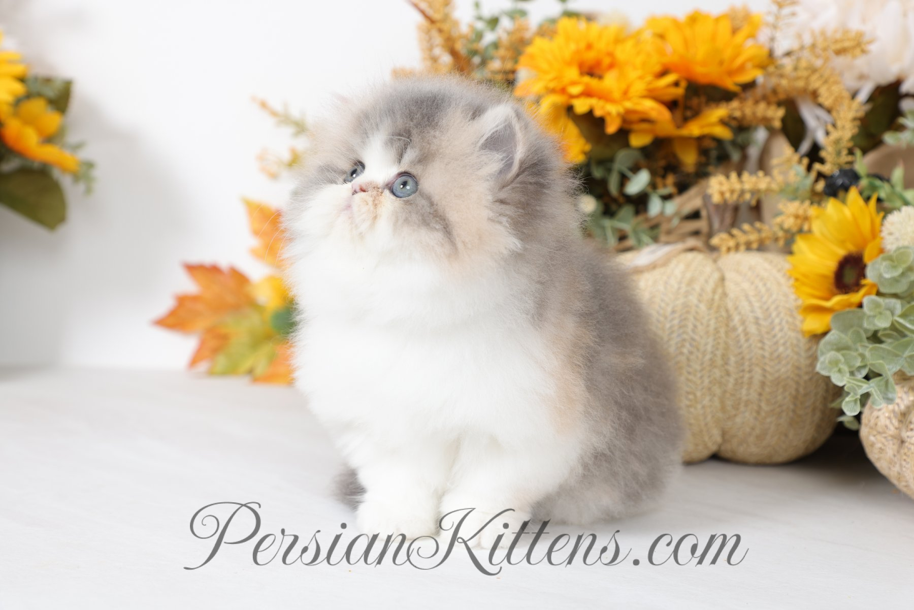 Doll Face Persians Calico Persians