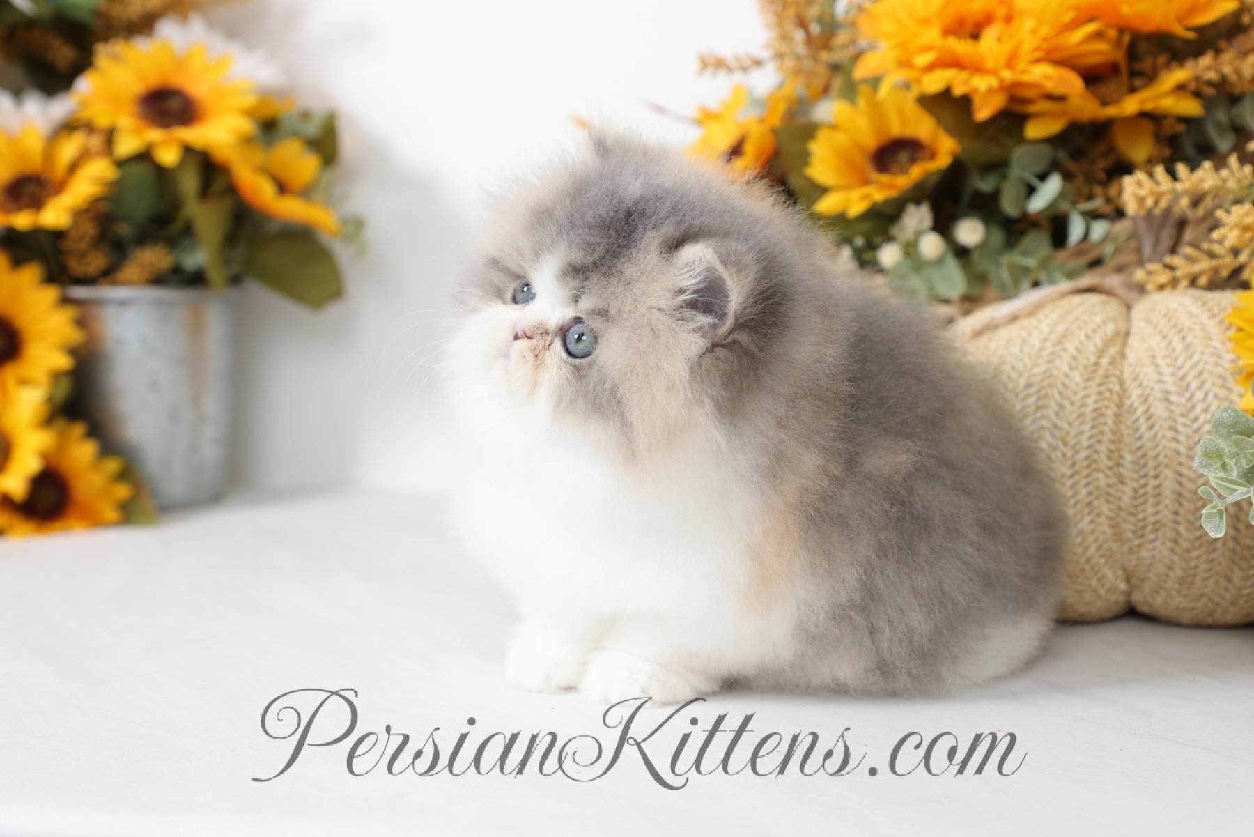 Doll Face Persians Calico Persians