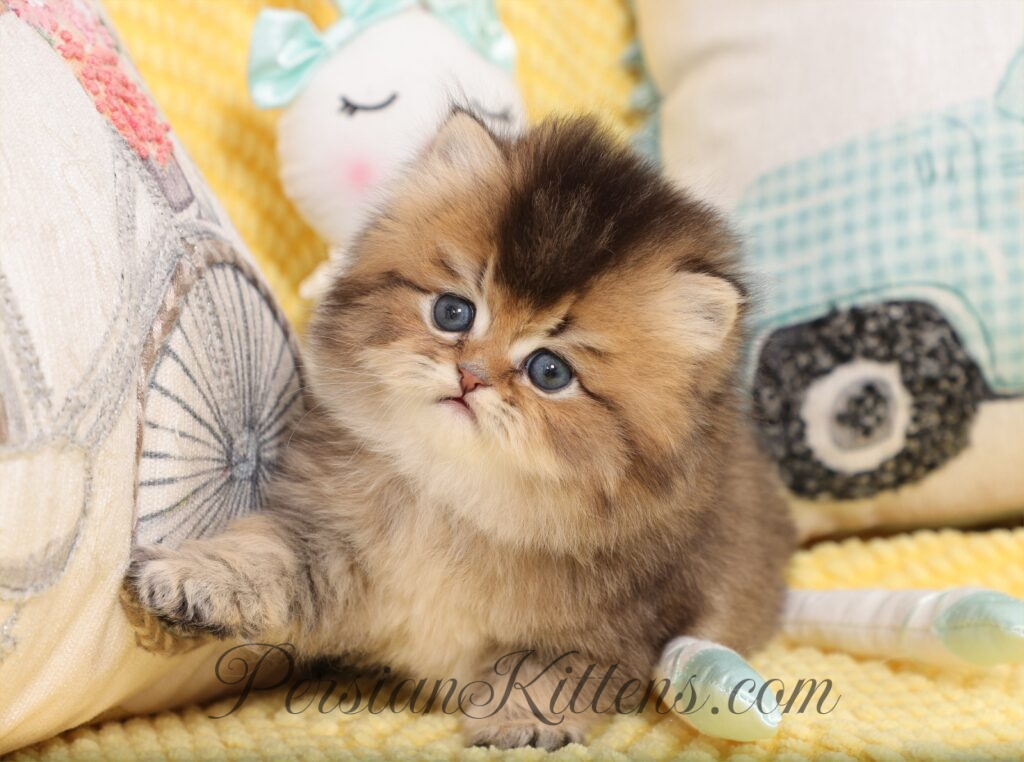 Golden Persian kittens for sale