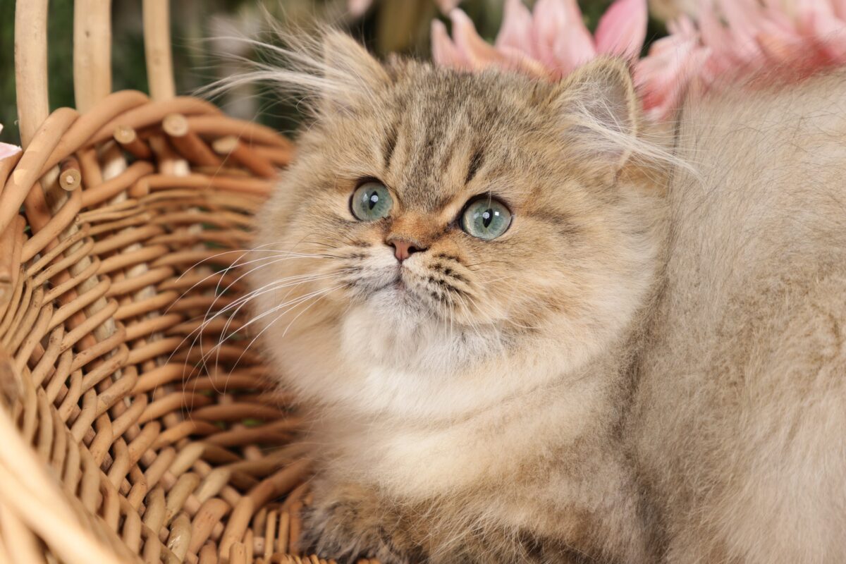 Doll Face Persian Kittens ~ Honey