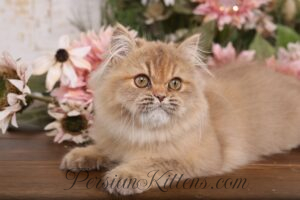 Chocolate Persian