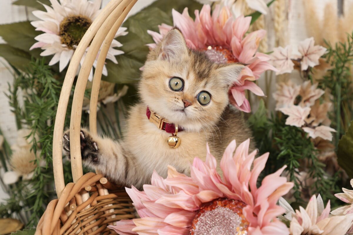 Doll Face Persian Kittens ~ Aubrey