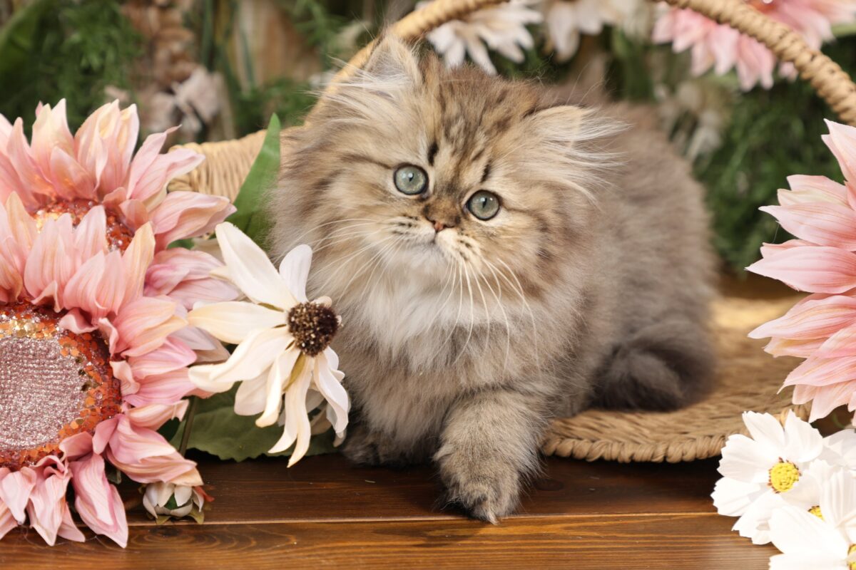 Doll Face Persian Kittens ~ Annie Oakley