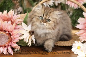 Persian kittens for sale