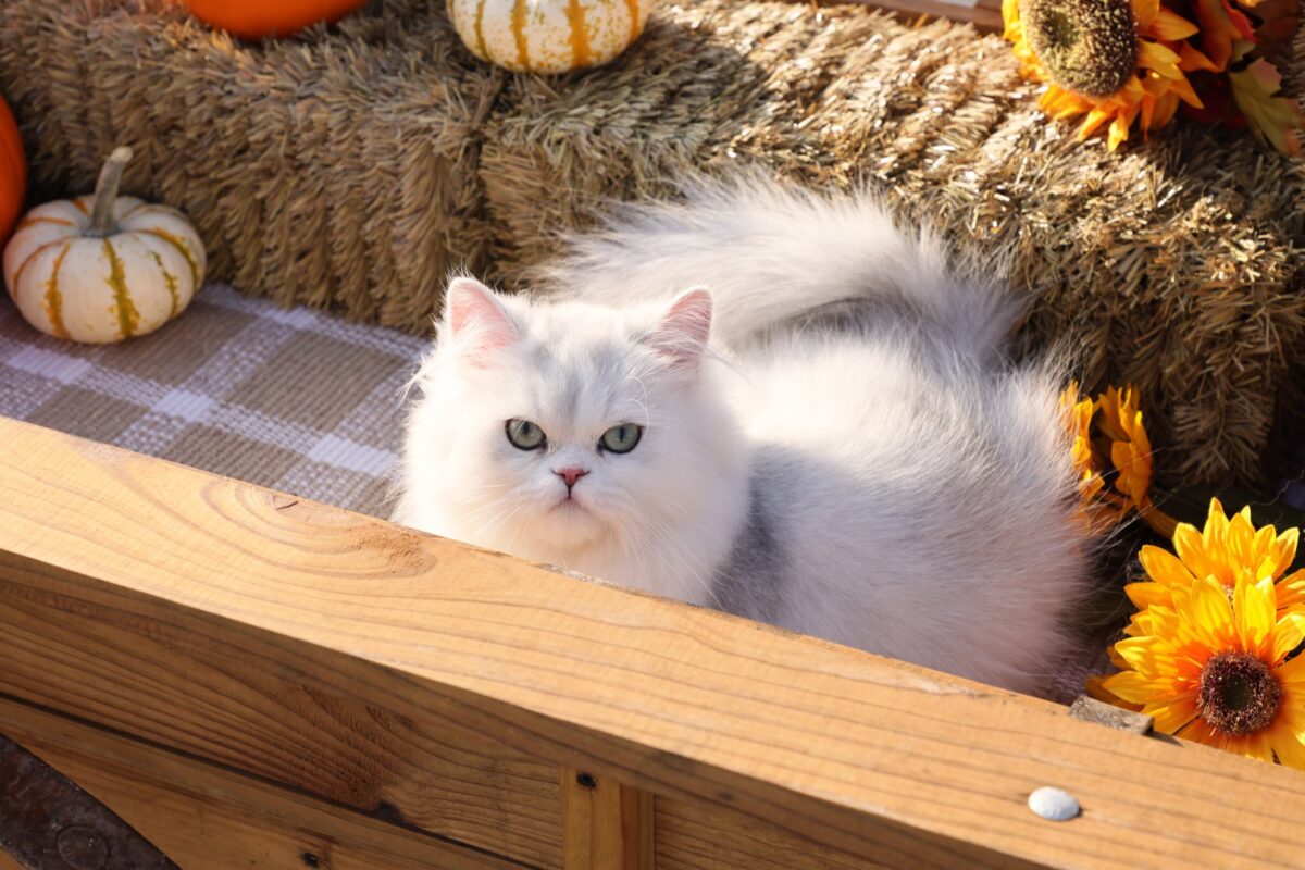Doll Face Persian Kittens ~ Sonic ~ ON SALE!