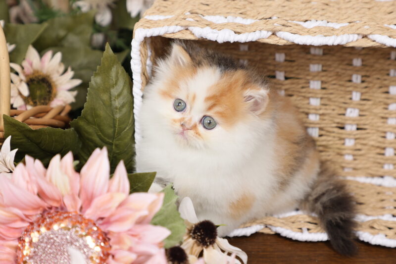 How to Find a Persian Cat Breeder: Ultimate Guide for 2025