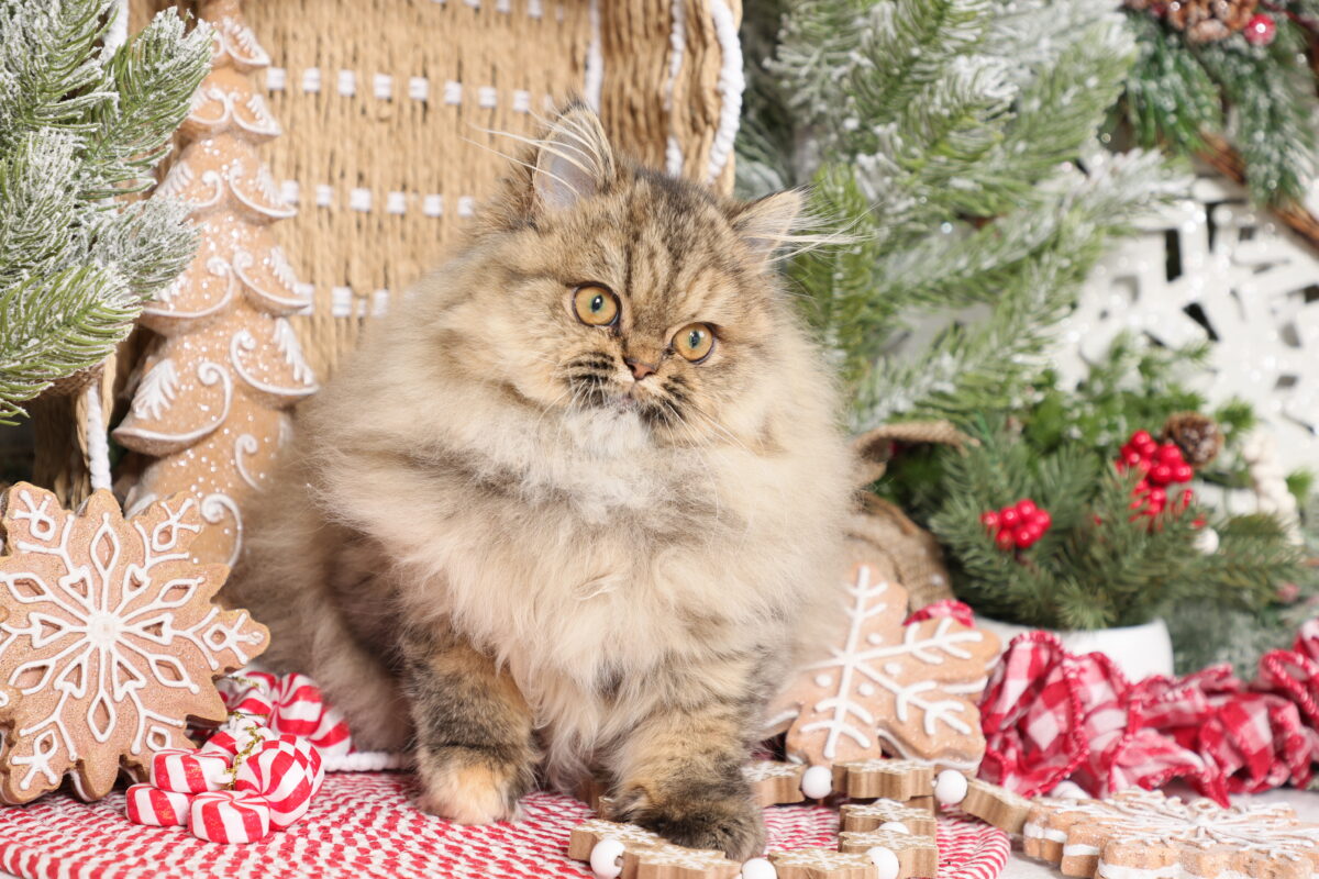 Doll Face Persian Kittens ~ Autumn