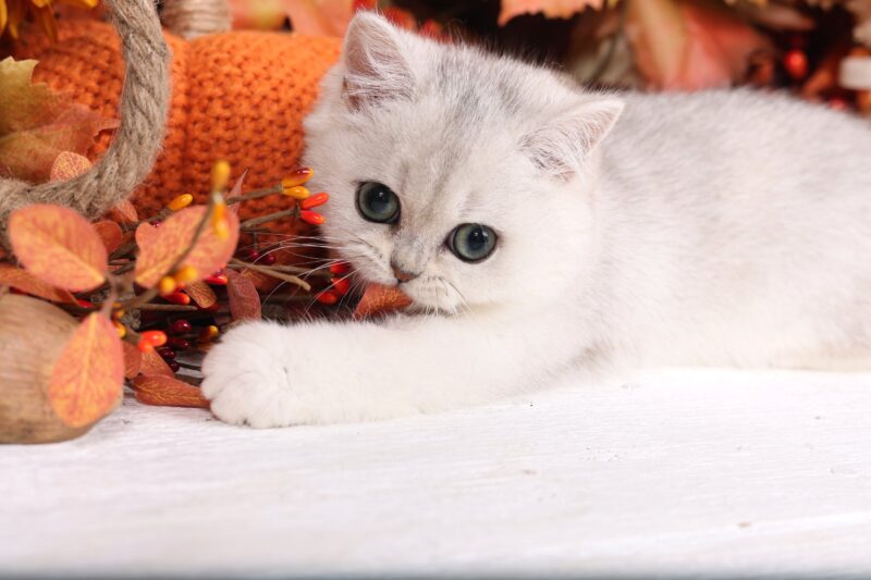 Shorthair Persian for sale