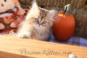 Shaded Golden Persian