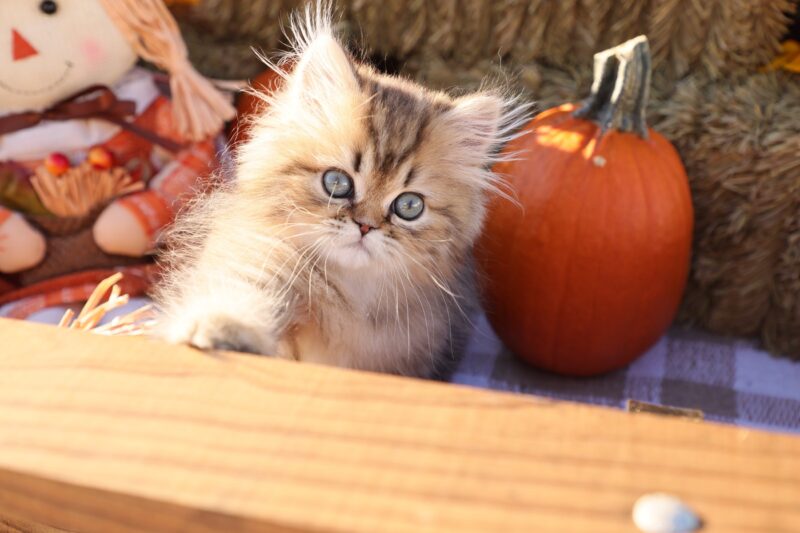 Shaded Golden Persian