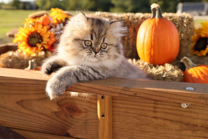 Shaded Golden Persian for sale