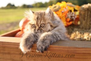 Persian kittens for sale