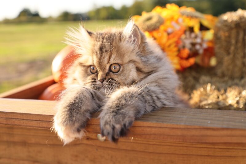 Persian kittens for sale