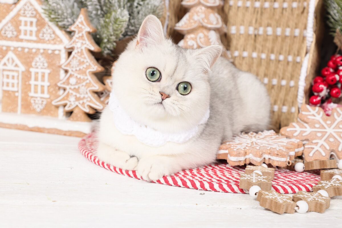 Doll Face Persian Kittens ~ Iris