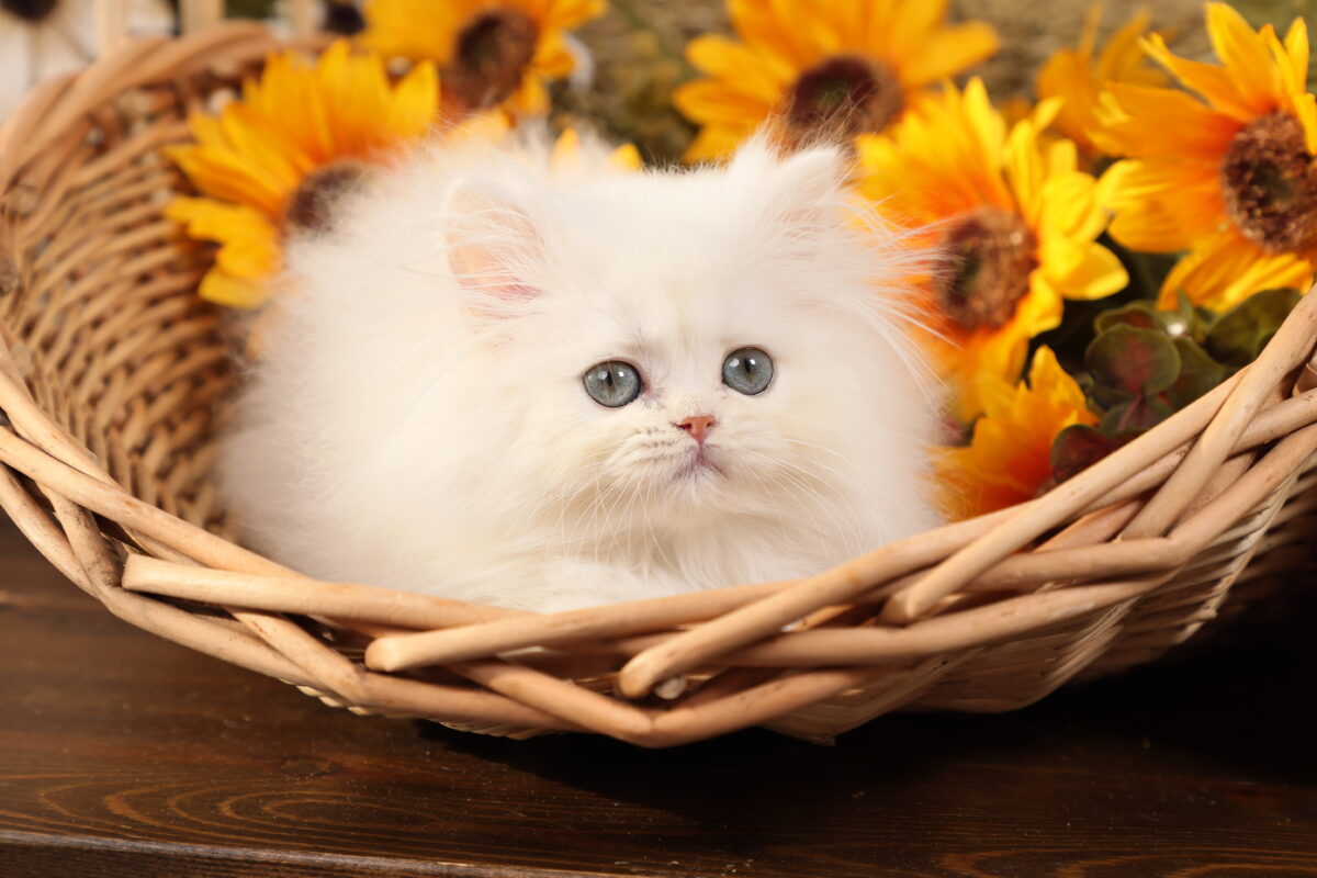 Doll Face Persian Kittens ~ Harry