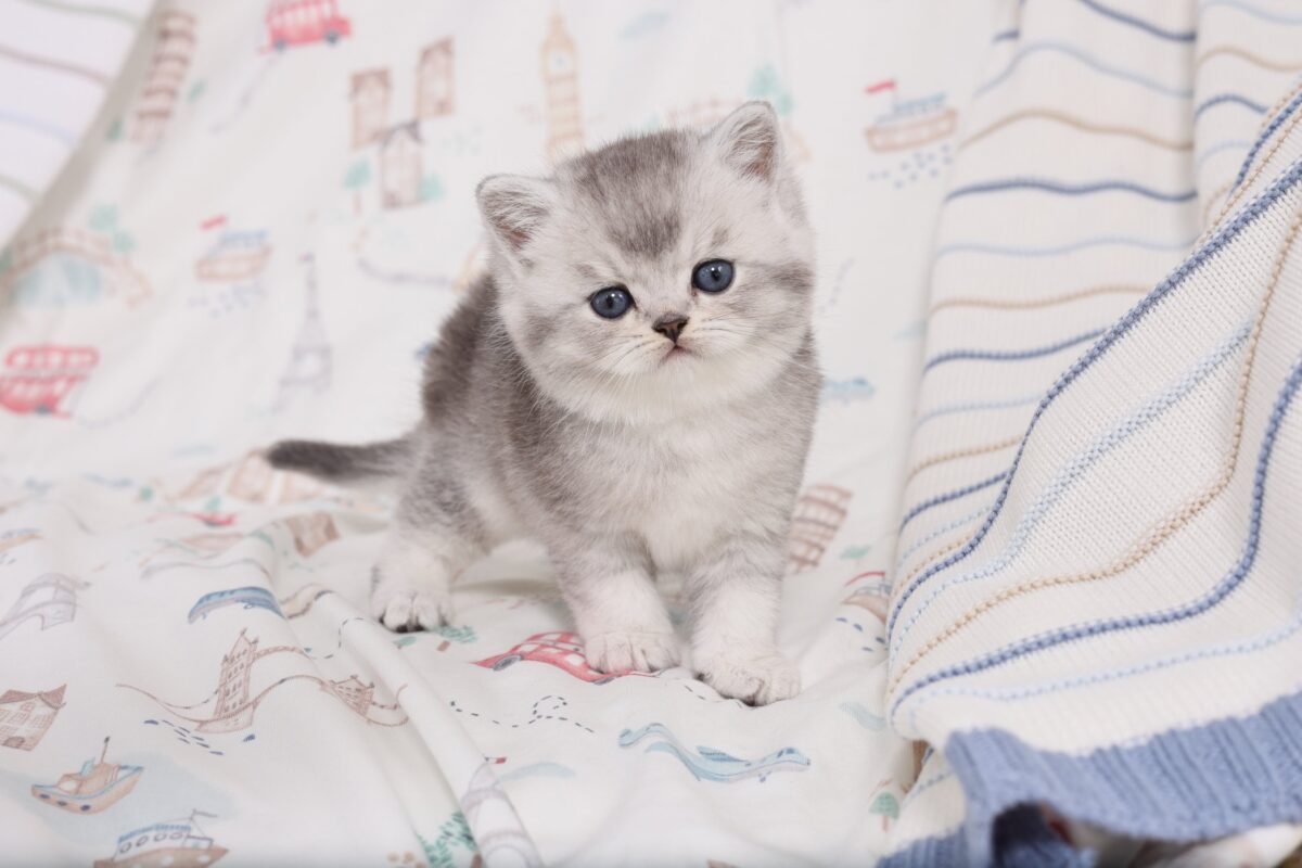 Doll Face Persian Kittens ~ Pooh Bear
