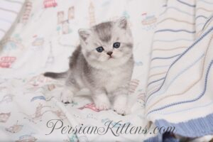 Exotic Shorthair kittens for sale