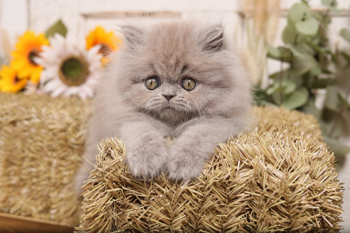 Doll Face Persian Kittens ~ CeCe