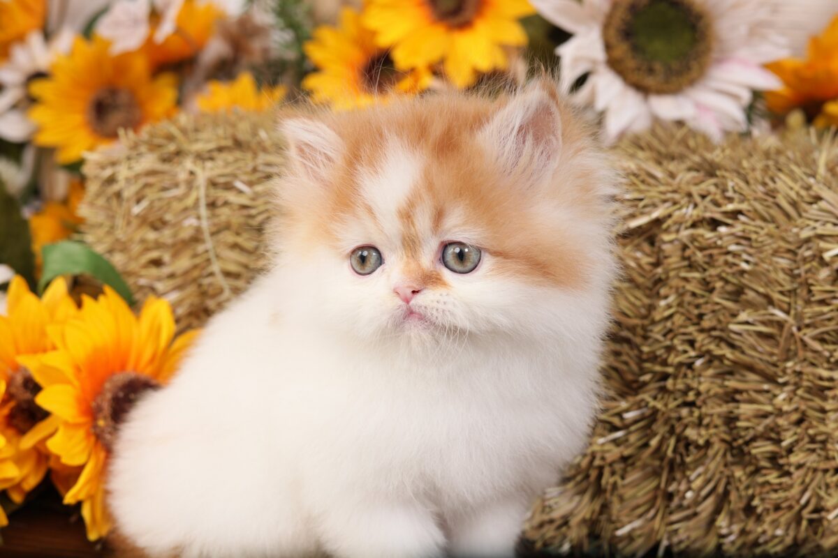 Doll Face Persian Kittens ~ Murphy