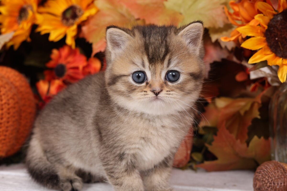 Doll Face Persian Kittens ~ Tilly