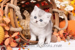 Exotic Shorthair for sale