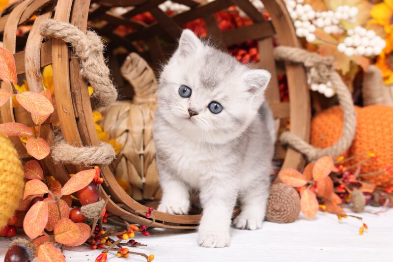 Exotic Shorthair for sale