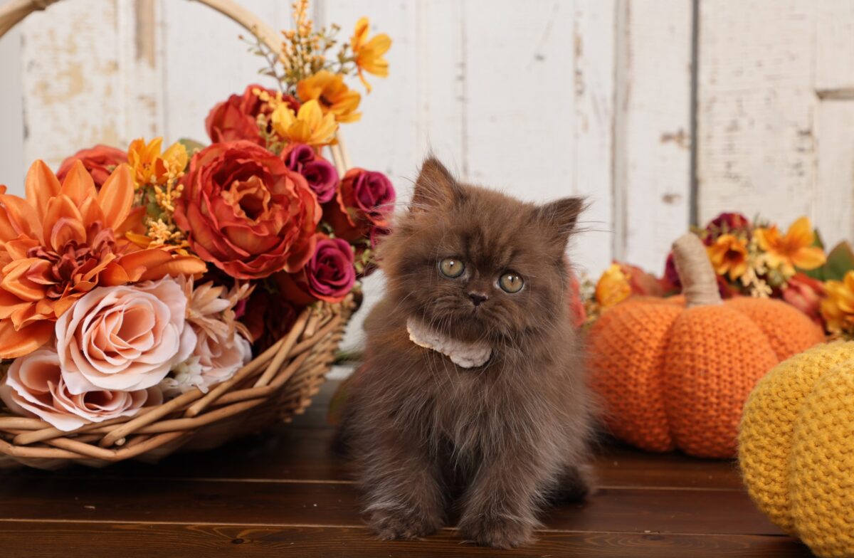 Doll Face Persian Kittens ~ Charlie Brown