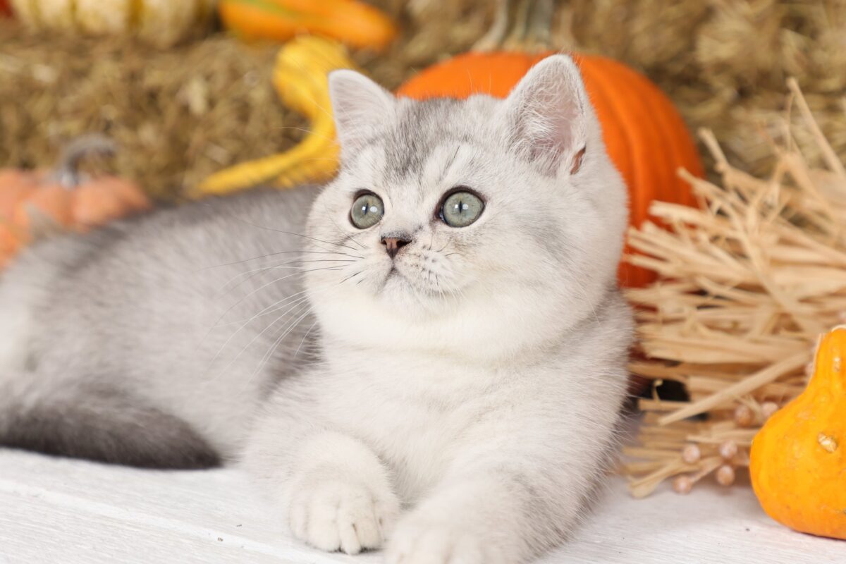 Doll Face Persian Kittens ~ Pooh Bear