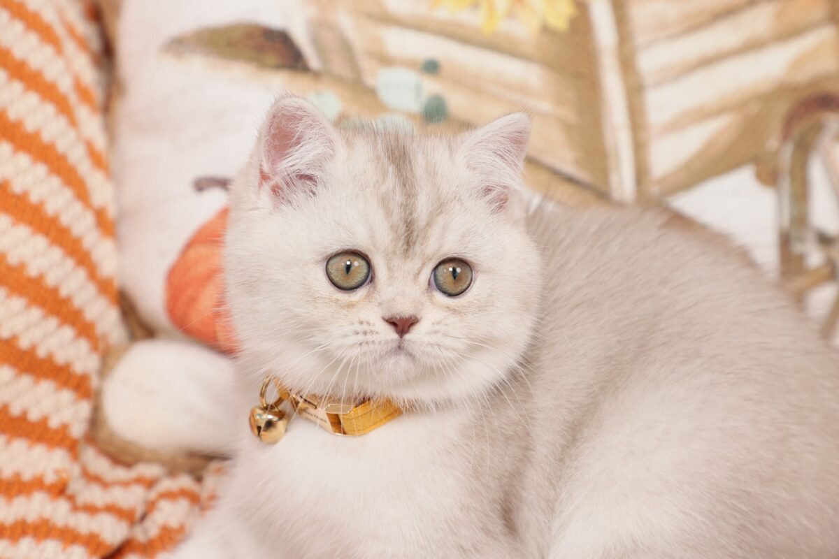 Doll Face Persian Kittens ~ Dottie