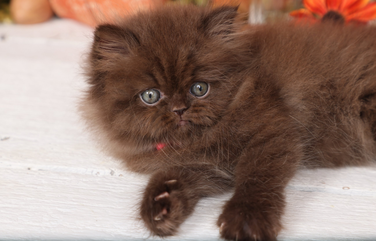 Doll Face Persian Kittens ~ Betty Crocker